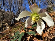 30 Ellebori baciati dal sole